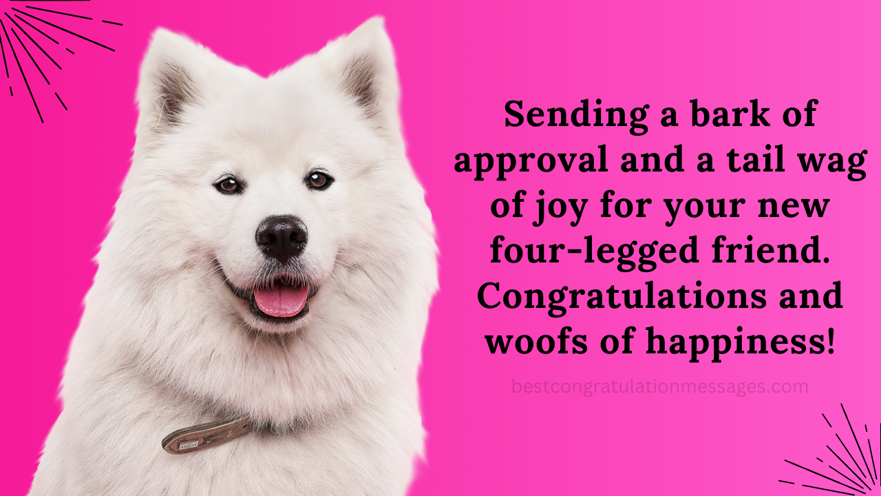 Congratulations Messages For New Dog Best Congratulation Messages